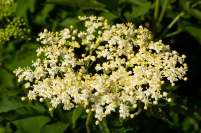 Elderberry Extract